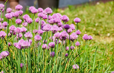 Close-up of purple flowering plants on field