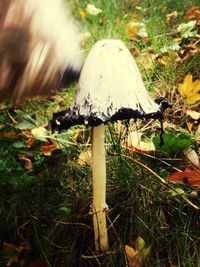 Close-up of mushroom growing on grassy field