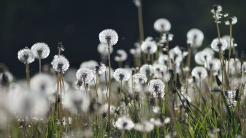 Close-up of dandelions