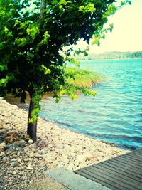 Scenic view of trees by river