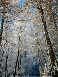 Bare trees in forest during winter