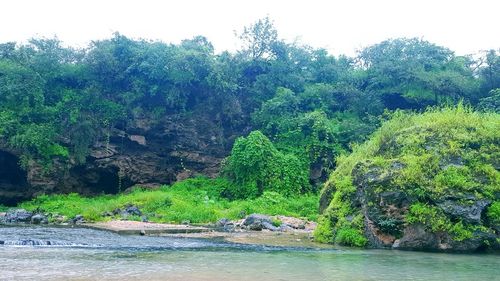 Scenic view of river amidst trees in forest