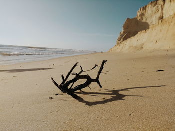 Driftwood on sand at beach against clear sky