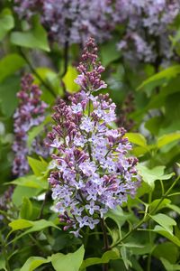 Close-up of purple flowering plant