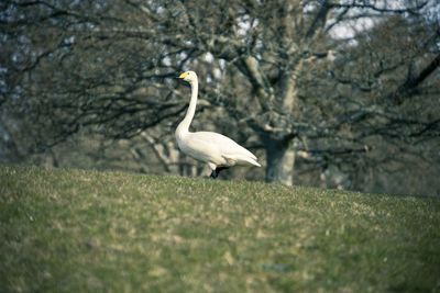 View of hooper swan on field