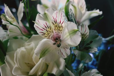 Close-up of white flowers