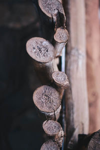 Close-up of logs