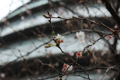 Close-up of flowers on branch