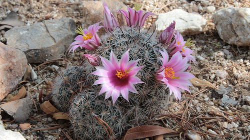 High angle view of pink crocus blooming on field