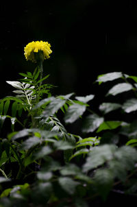 Close-up of yellow flowers