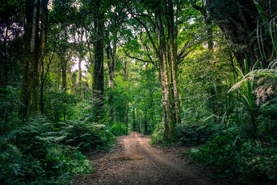 Dirt road amidst trees in forest