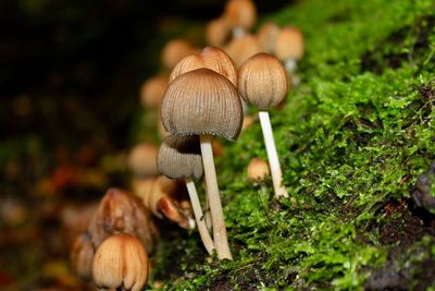 Close-up of mushroom growing on field