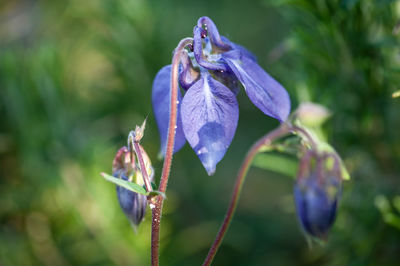 Close-up of purple flowering plant