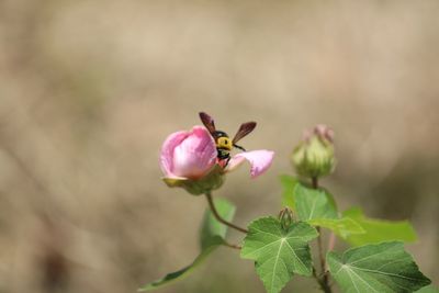 Close-up of pink flowering plant