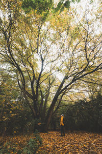 Rear view of woman walking in forest during autumn