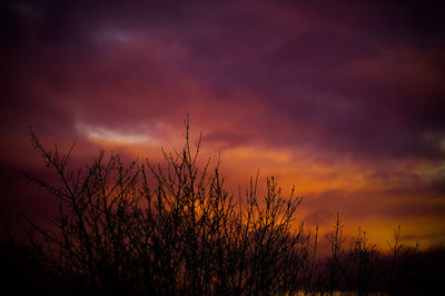 Silhouette plants against sky during sunset