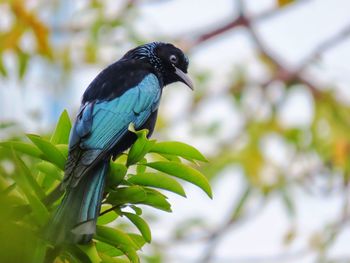 Low angle view of bird perching on tree