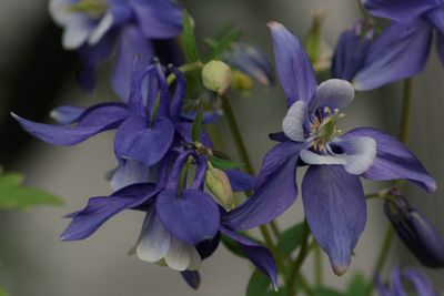 Close-up of purple flowering plant