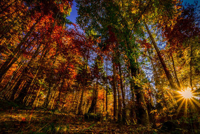 Low angle view of trees in forest during autumn