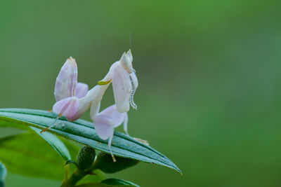 Close-up of flowering plant