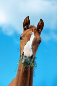 Low angle view of horse standing against sky