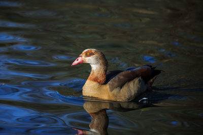 View of egyptian goose in lake