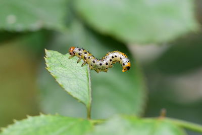 Close-up of caterpillar on leaf