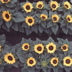 Close-up of daisy flowers