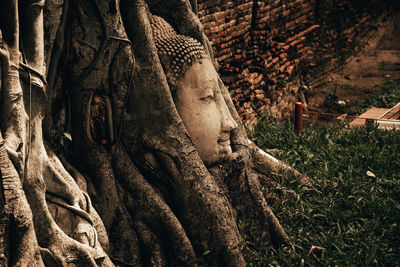 Close-up of statue against tree trunk