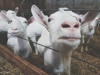 Close-up portrait of cow