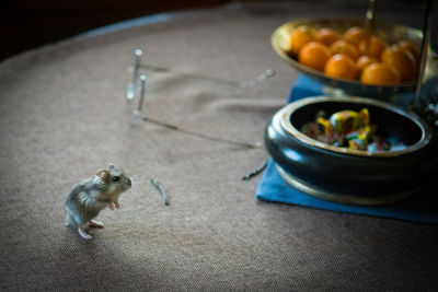 High angle view of mouse on table