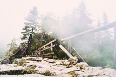 Scenic view of rocky mountains in forest