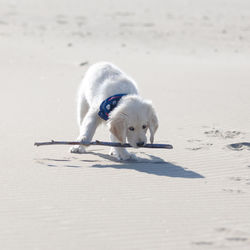 Dog playing a the beach 
