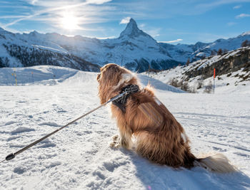 Dog on snow covered mountain