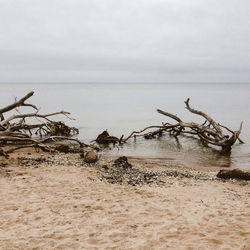 Fallen trees on beach against cloudy sky