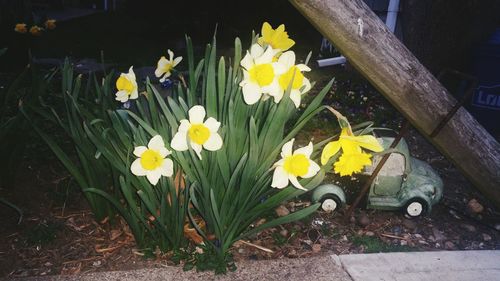 Close-up of yellow flowers