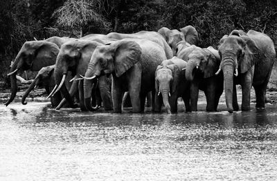 View of elephant drinking water in lake