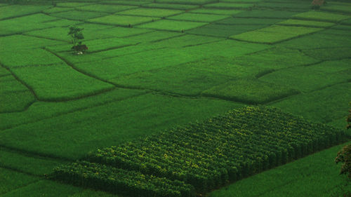 High angle view of rice paddy