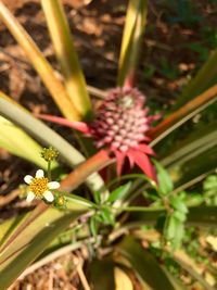 Close-up of flowers