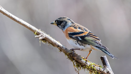 Close-up of bird perching on branch