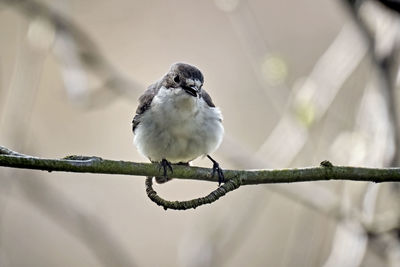 Close-up of bird perching on branch