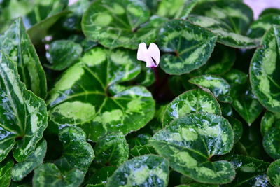 Close-up of green plant on water