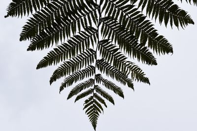 Close up of leaves