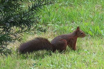 Side view of squirrel on grass