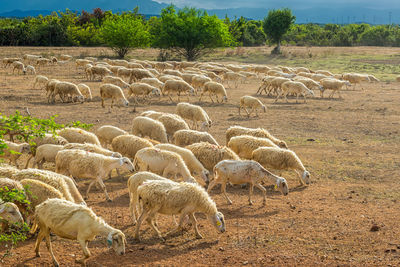 Flock of sheep in a field