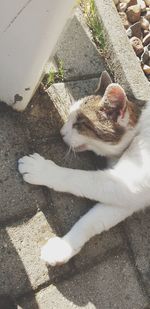 High angle view of cat resting