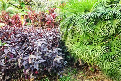 High angle view of flowering plants on land