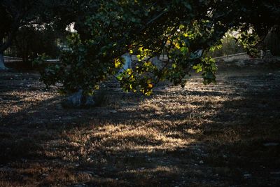 Close-up of tree by water