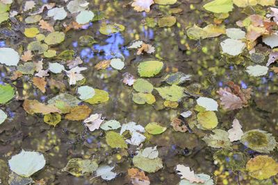 High angle view of leaves floating on water