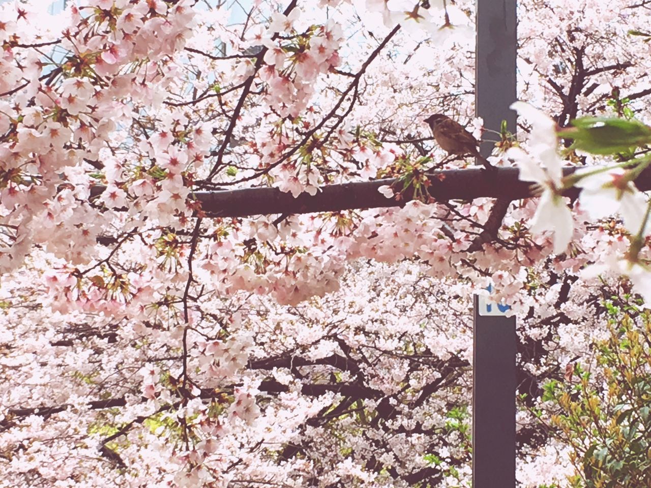 tree, growth, branch, pink color, nature, beauty in nature, flower, springtime, low angle view, blossom, no people, freshness, twig, fragility, outdoors, cherry tree, cherry blossom, day, close-up, plum blossom, sky, flower head